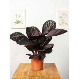 Kalatea 'Little Princess'