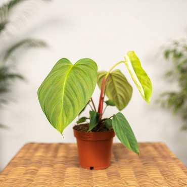 Filodendron gloriosum