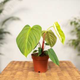 Filodendron gloriosum