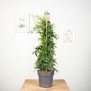 Jaśmin wielokwiatowy | Duży