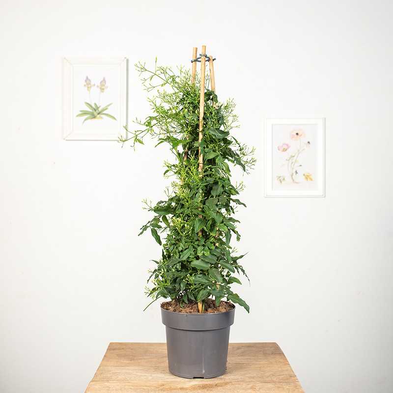 Jaśmin wielokwiatowy | Duży