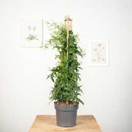 Jaśmin wielokwiatowy | Duży