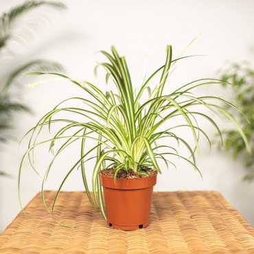 Zielistka 'Atlantic'