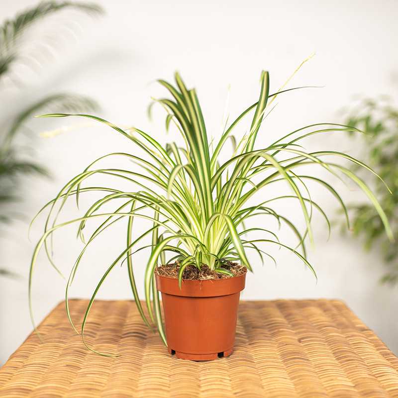 Zielistka 'Atlantic'