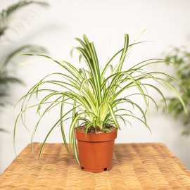 Zielistka 'Atlantic'