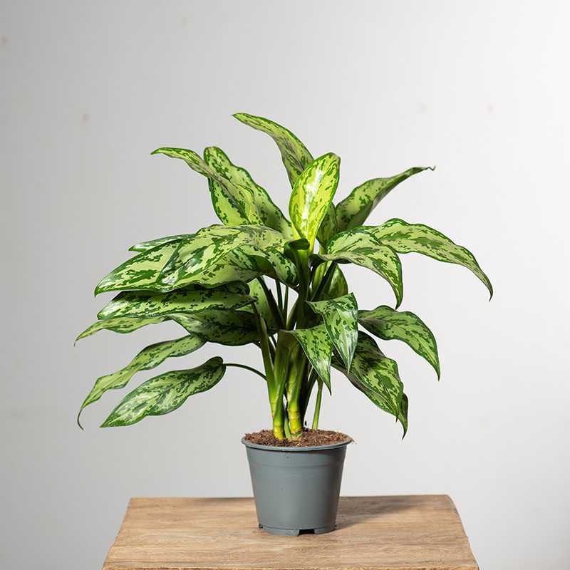 Aglonema 'Romeo'