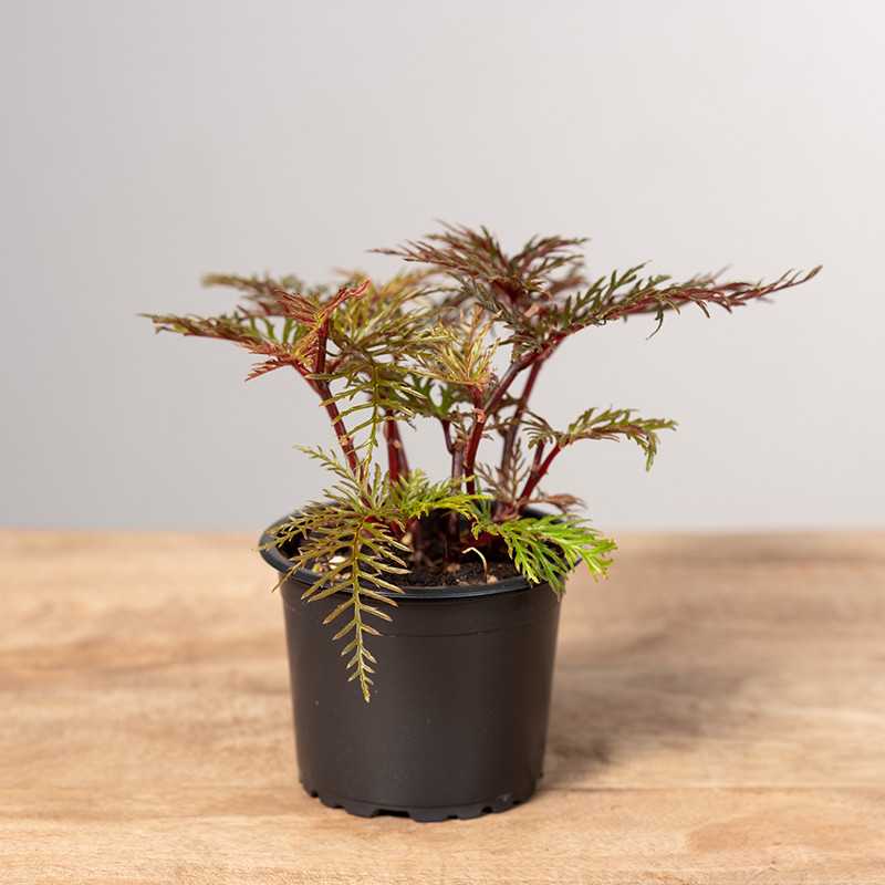 Begonia Bipinnatifida