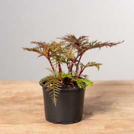 Begonia Bipinnatifida