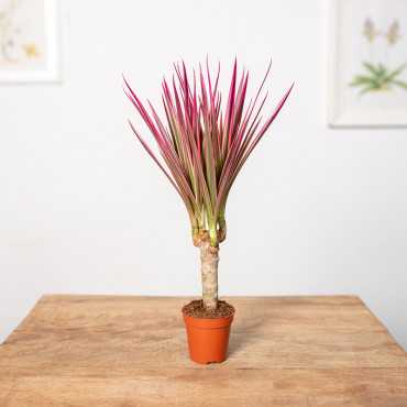 Dracena 'Colorama' | 1 Pęd