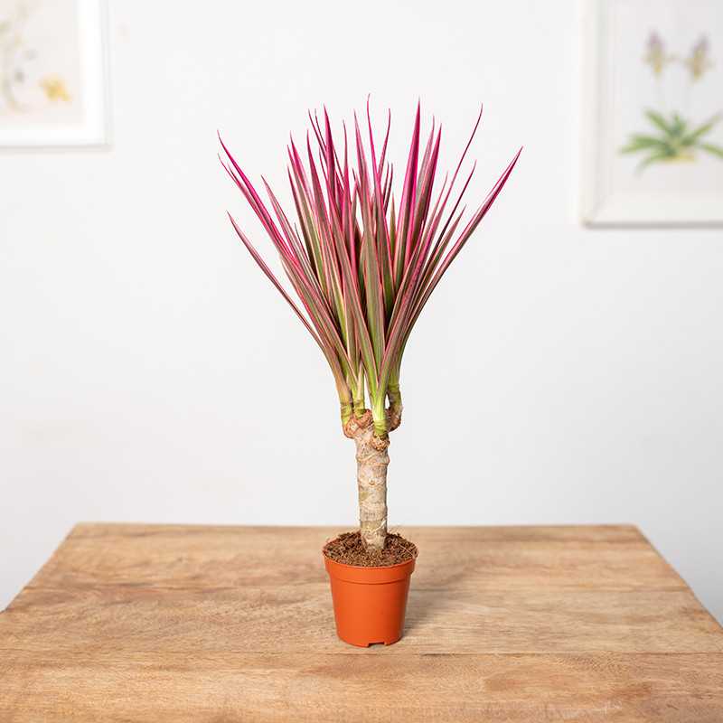 Dracena 'Colorama' | 1 Pęd