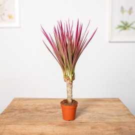Dracena 'Colorama' | 1 Pęd