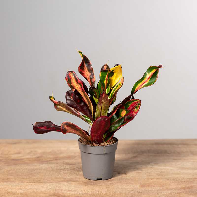 Kroton 'Mammi' | Mini