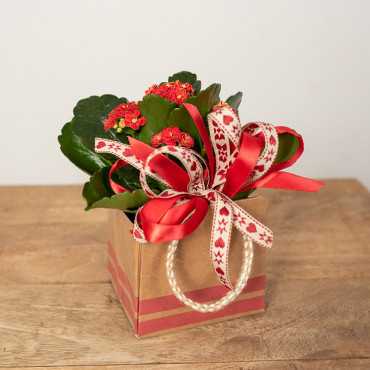 Kalanchoe czerwone z przybraniem