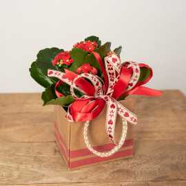 Kalanchoe czerwone z przybraniem