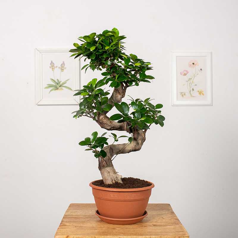 Fikus Bonsai Spiral