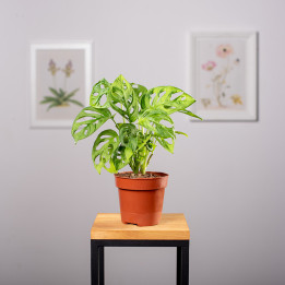 Monstera 'Monkey Mask' | Tomaszewski