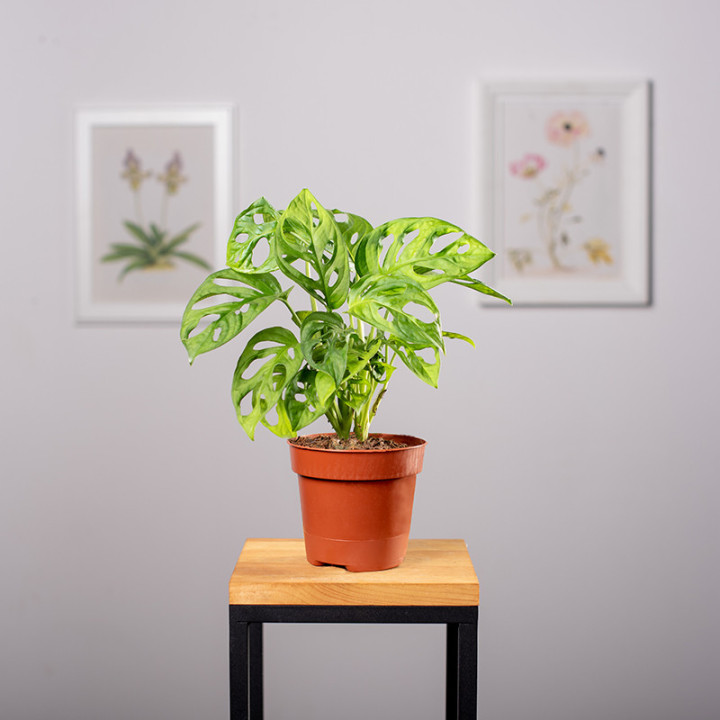 Monstera 'Monkey Mask' | Tomaszewski