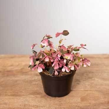 Szczawik Vulcanocola