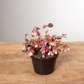 Szczawik Vulcanocola