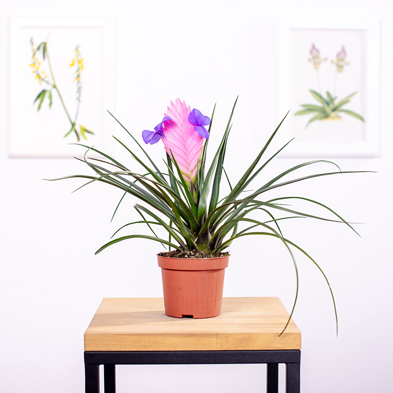 Oplątwa | Tillandsia cyanea