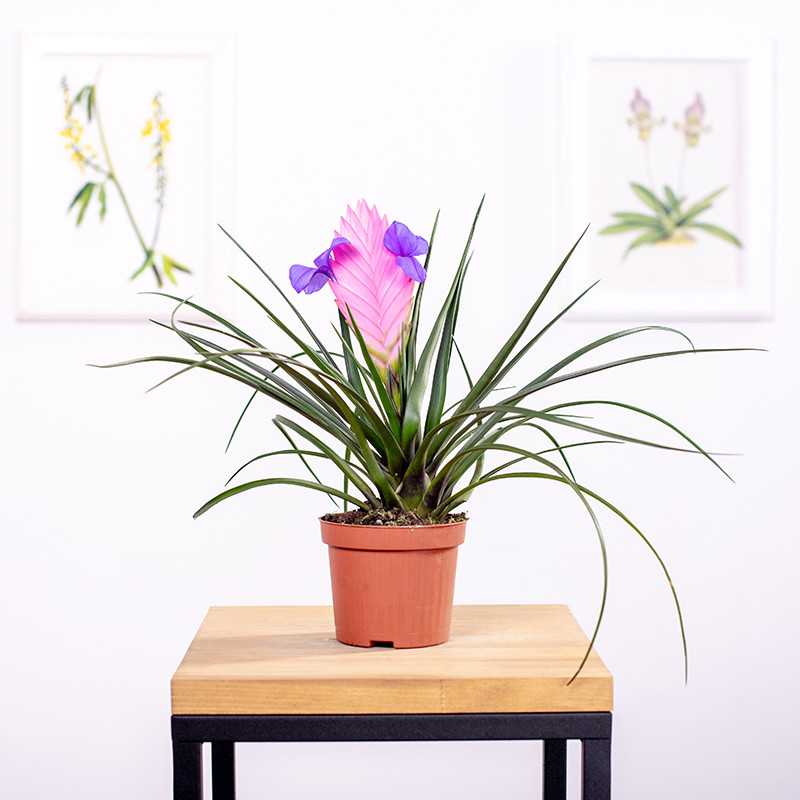 Oplątwa | Tillandsia cyanea Oplątwa | Tillandsia cyanea