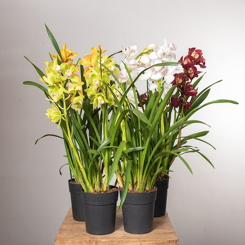 Storczyk Cymbidium MIX kolorów