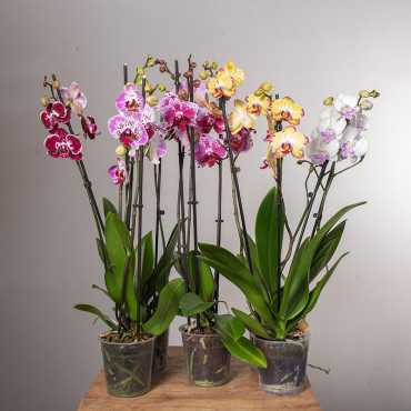 Storczyk 2-pędowy ze wzorem MIX Storczyk 2-pędowy ze wzorem MIX