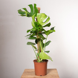 Monstera na pniu | Tomaszewski