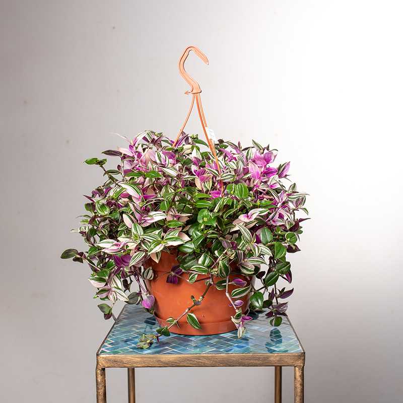 Trzykrotka 'Quatricolor' | Wisząca