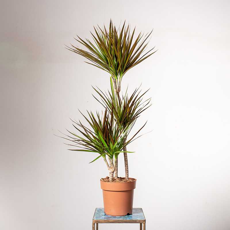 Dracena 'Magenta' | 3 pędy