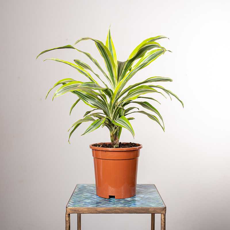 Dracena 'Lemon Lime'