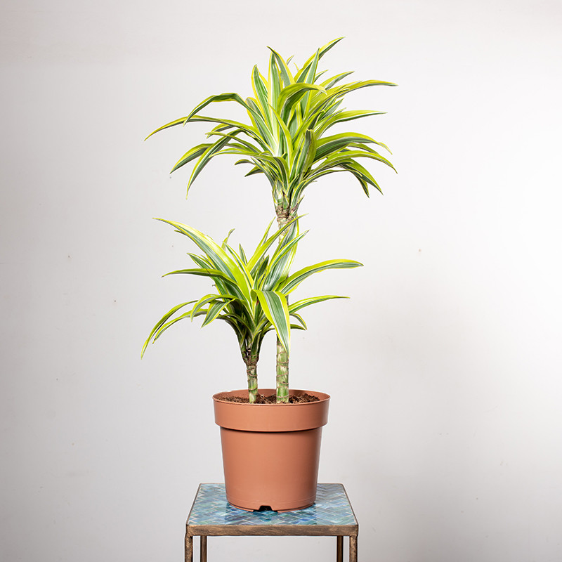 Dracena 'Lemon Lime' | Duża