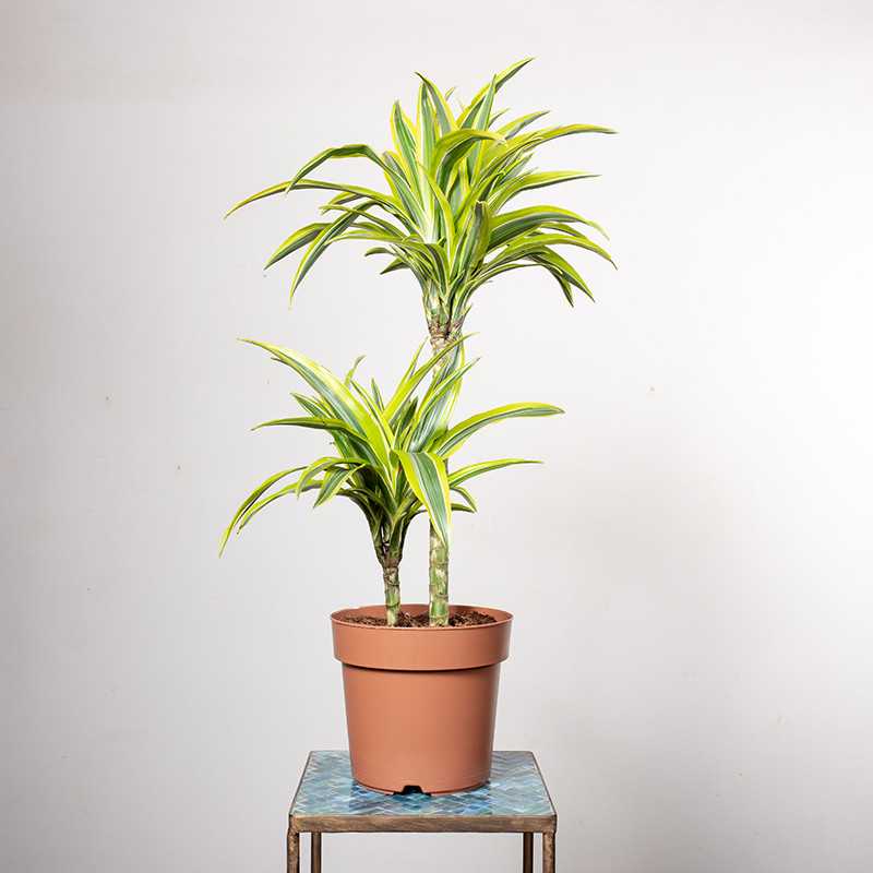 Dracena 'Lemon Lime' | Duża