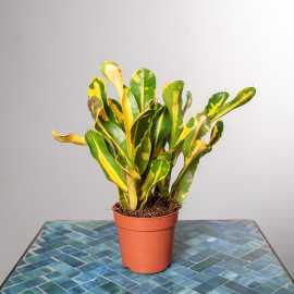 Kroton 'Mammi Yellow' | Mini