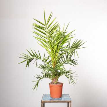 Palma Daktylowa | Mała