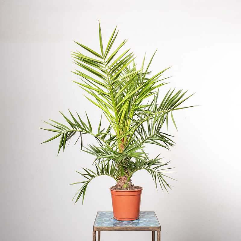 Palma Daktylowa | Mała