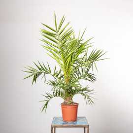 Palma Daktylowa | Mała