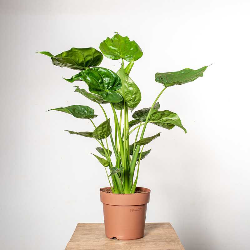 Alokazja Cuculata | Duża