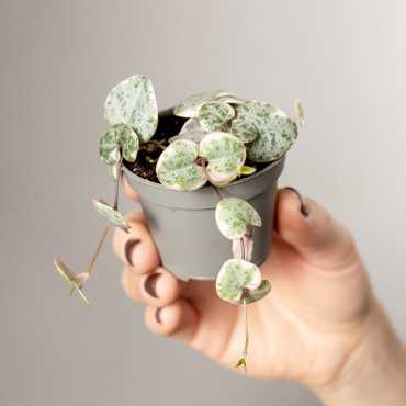 Ceropegia woodii 'Variegata'