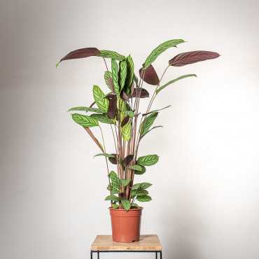 Ctenante oppenheimiana