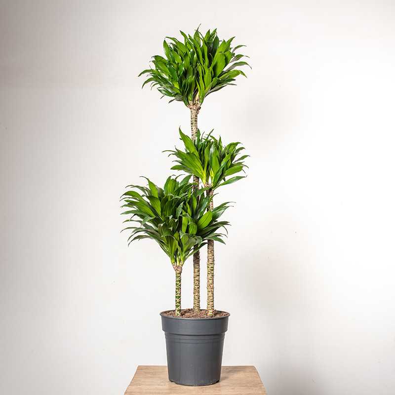Dracena 'Compacta' | Duża