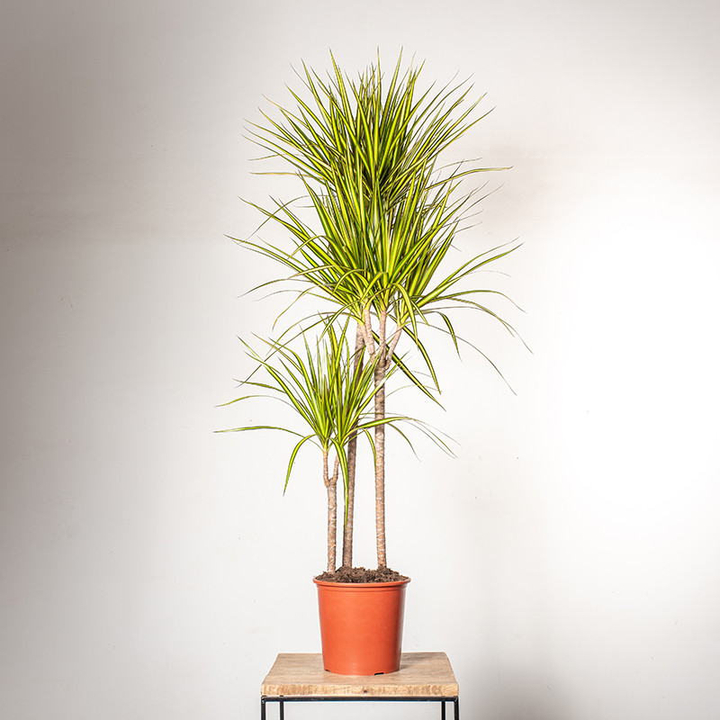 Dracena 'Sunray' | Duża