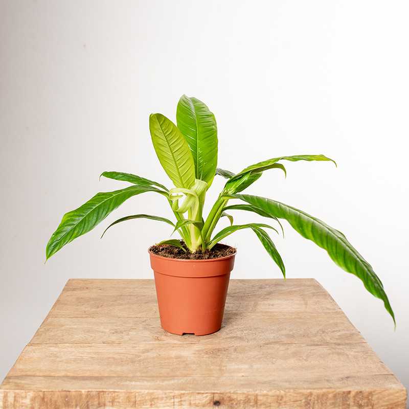 Filodendron campii Lynette