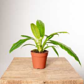 Filodendron campii Lynette