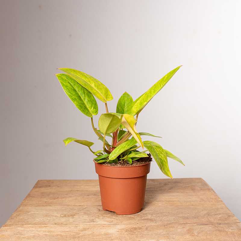 Filodendron 'Painted Lady' | Mały