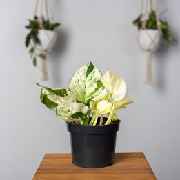 Epipremnum 'Happy Leaf' | Tomaszewski