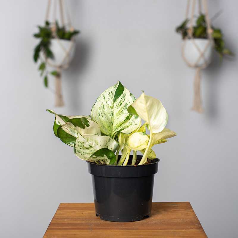 Epipremnum 'Happy Leaf'