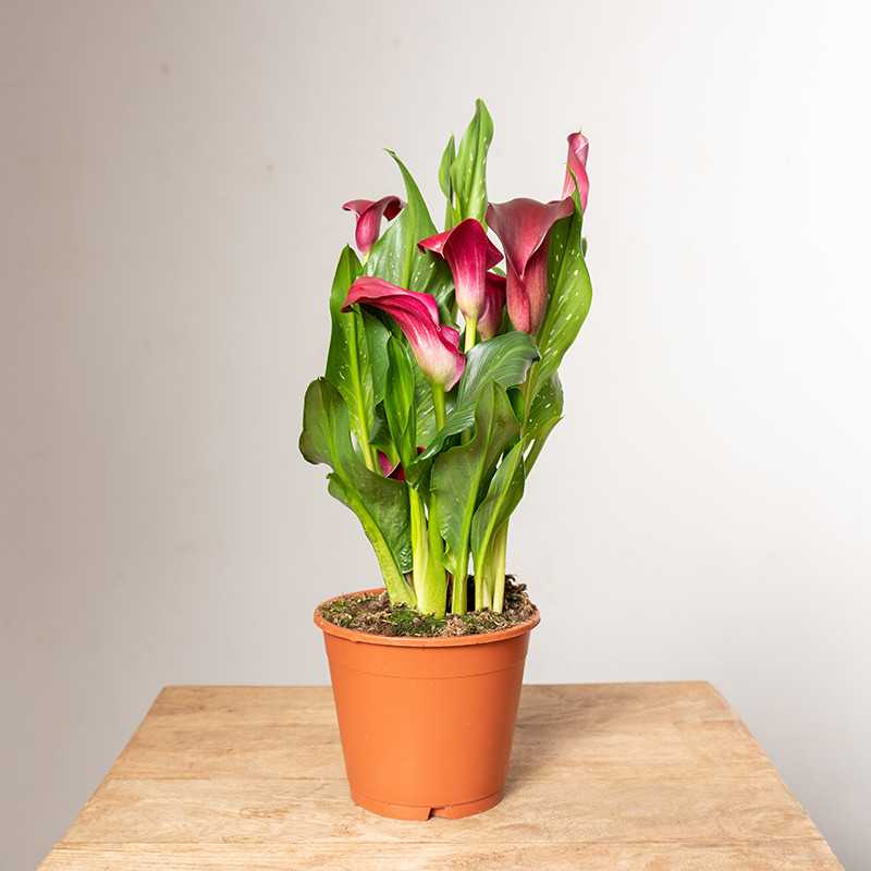 Zantedeschia bordowa