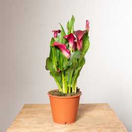 Zantedeschia bordowa