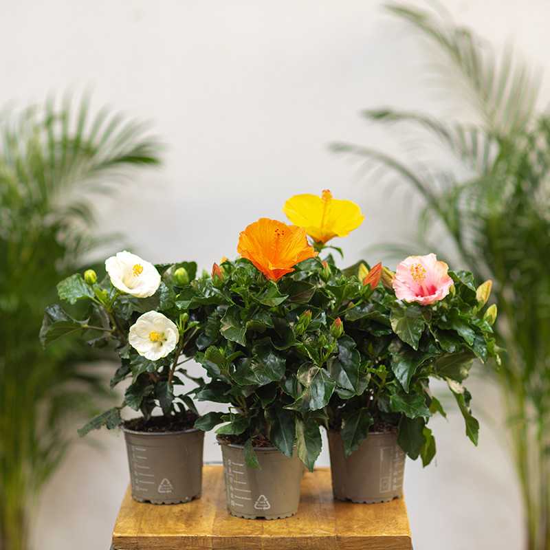 Hibiskus | Mały MIX